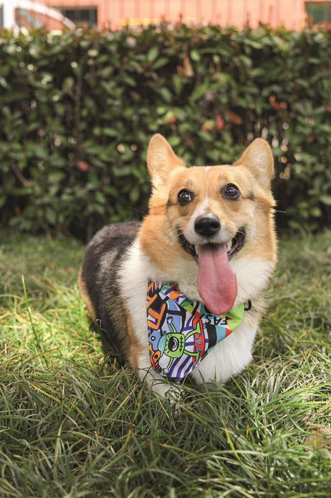 M-Pets Urban Style Freestyle Bandana Collar