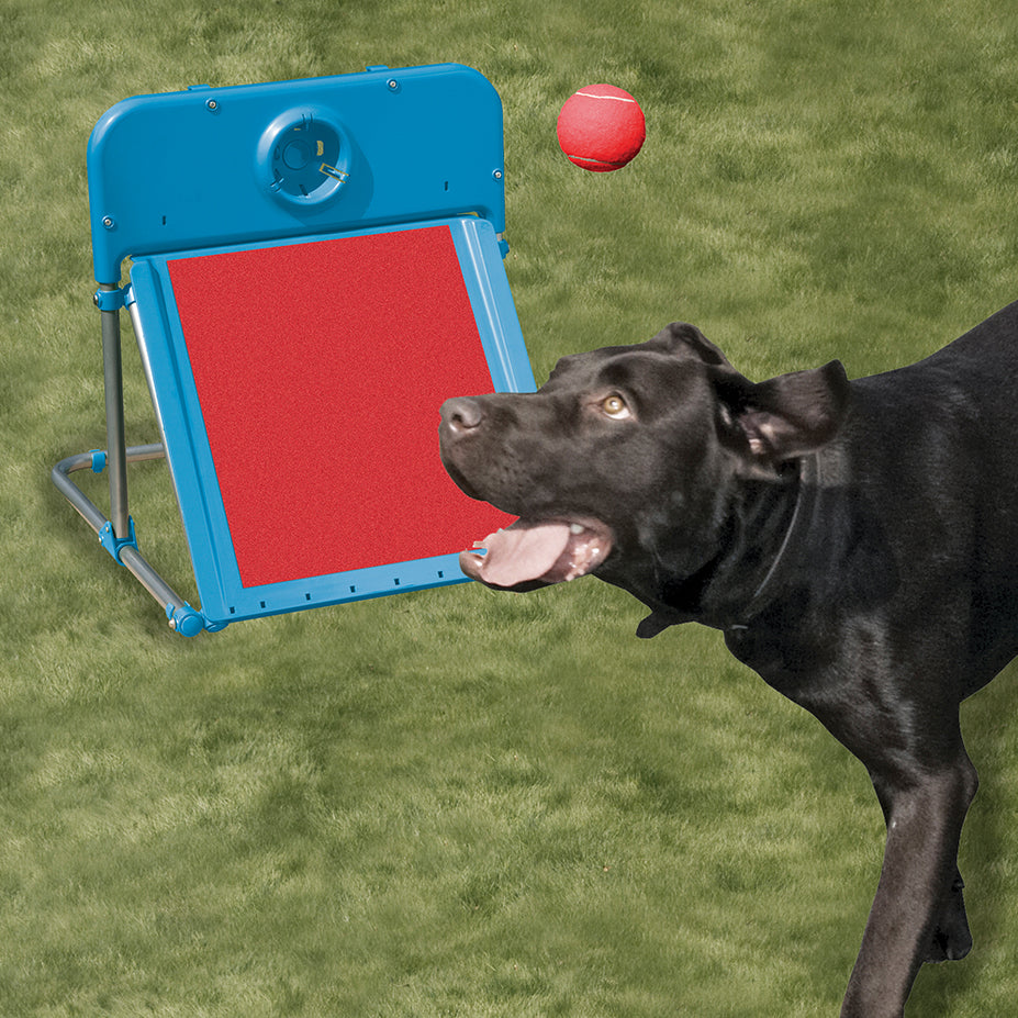 Agility Flyball