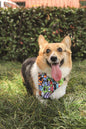 M-Pets Urban Style Freestyle Bandana Collar