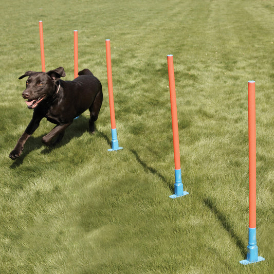 Agility Slalom