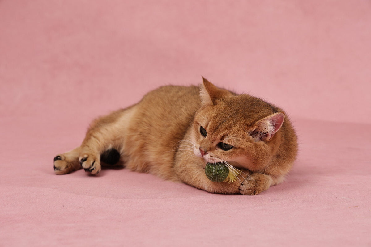 Luuks Up Catnip Toy – Yellow Bee