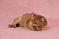 Luuks Up Catnip Toy – Yellow Bee